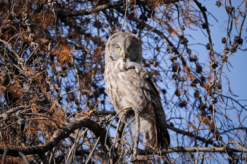 Watchful one